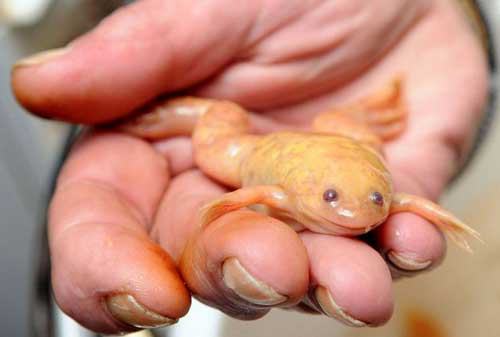 Orange Frog in the Ice in Derby 2 132882013124510