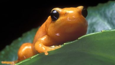 H orig H orig Mantella1crop gal gal Orange Frog in the Ice in Derby - 1