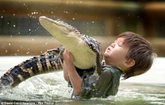crocodile 1