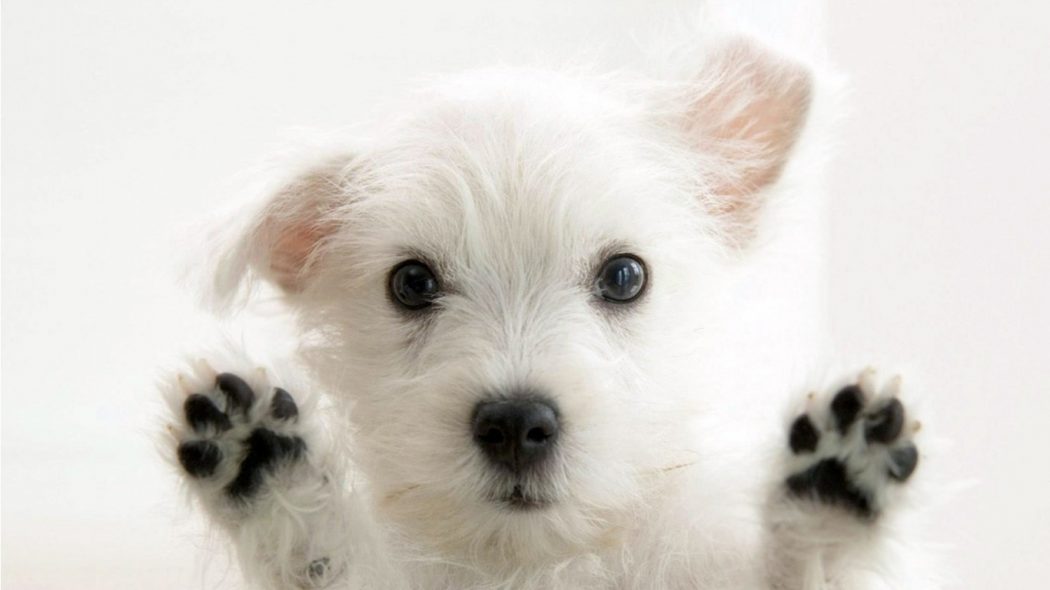 House Pets That You'll Fall in Love 11 cute dog