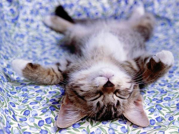 House Pets That You'll Fall in Love 14 cats