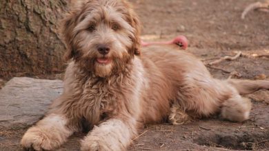 pascal parchment labradoodle downstay "The Labradoodle" is it a Dog or a Lion?! - 8