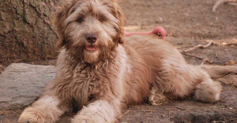 pascal parchment labradoodle downstay "The Labradoodle" is it a Dog or a Lion?! - 1
