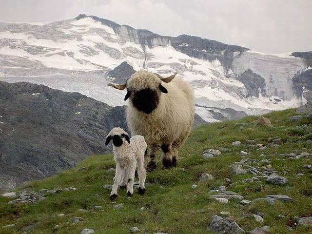 House Pets That You'll Fall in Love 18 pets