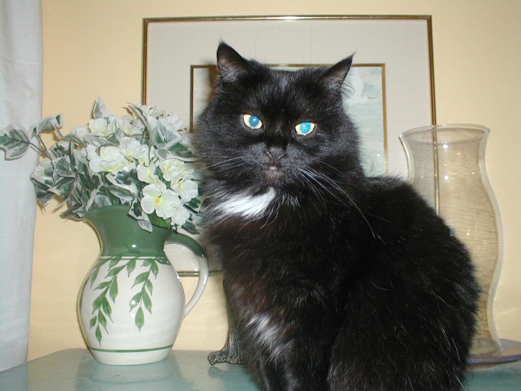 The Most Beautiful Black Cats 18 OLYMPUS DIGITAL CAMERA