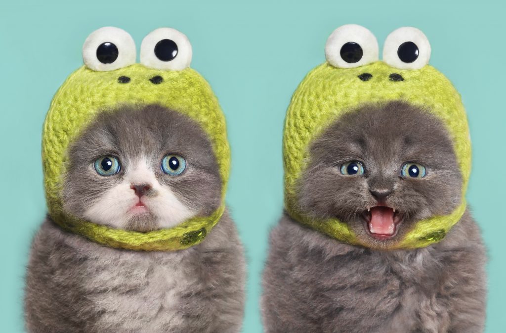 11 1 10 Best Amazing Videos For Cats - 299 Pouted Lifestyle Magazine