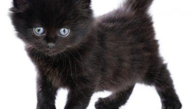 The Most Beautiful Black Cats 213 121 The Most Beautiful Black Cats - 8 movies