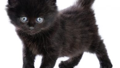 121 The Most Beautiful Black Cats - 7 pillow pets