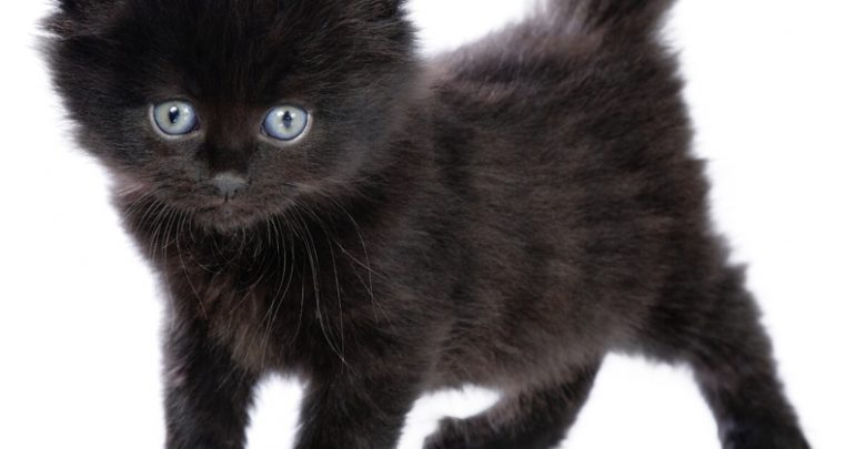 121 The Most Beautiful Black Cats - 1
