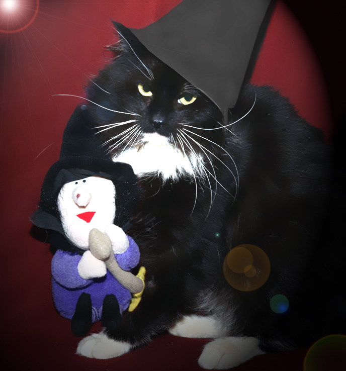 The Most Beautiful Black Cats 20 14