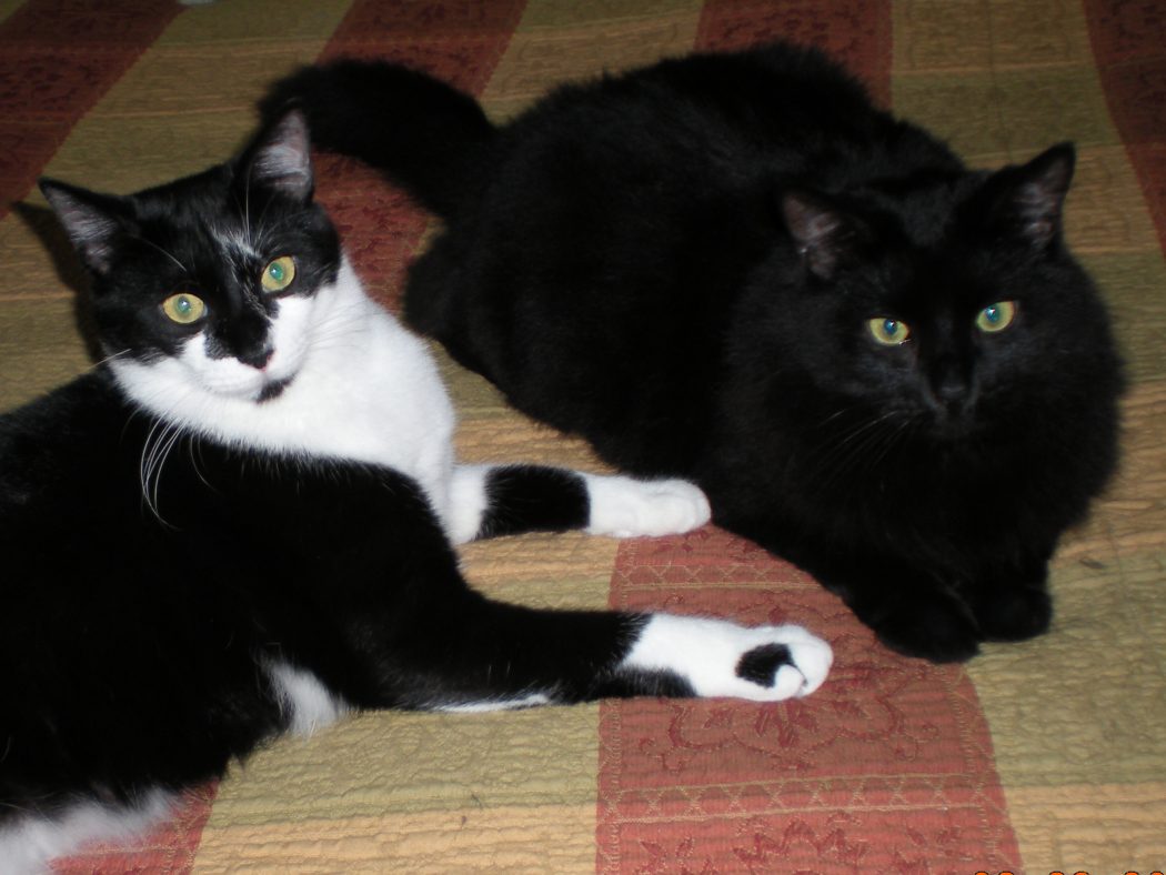 The Most Beautiful Black Cats 22 17