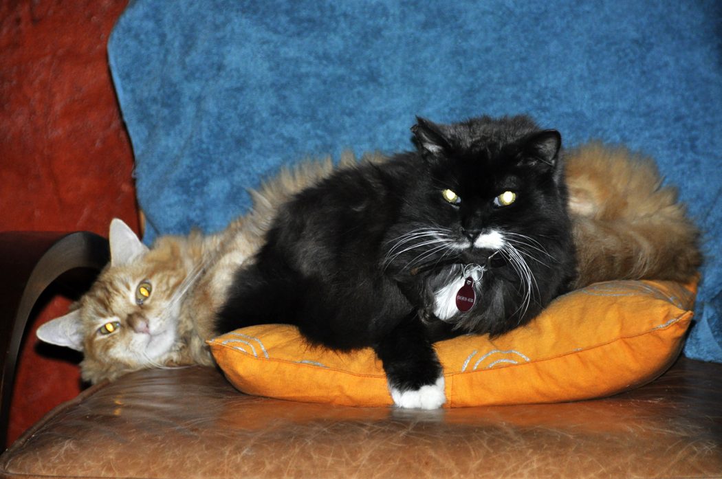 The Most Beautiful Black Cats 21 18