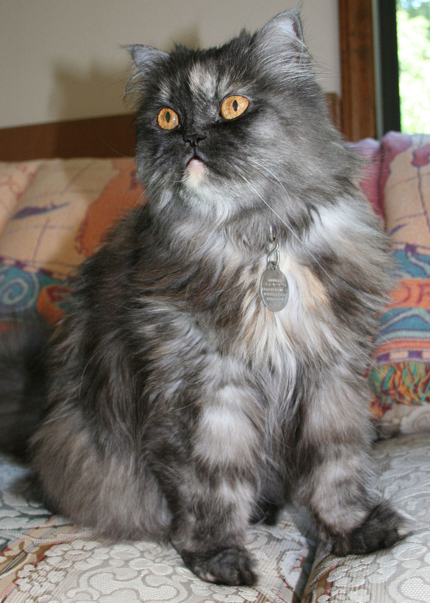 The Most Beautiful Black Cats 23 22