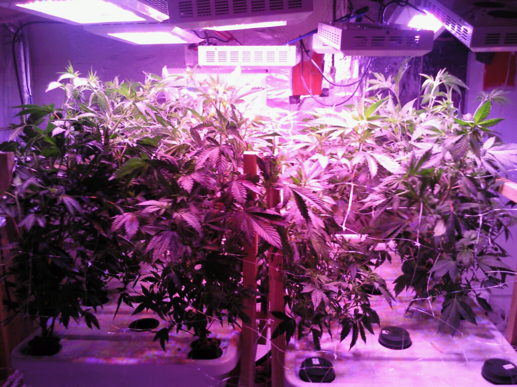 4646 How Artificial Plant Lights Will Help Growing Your Plants?