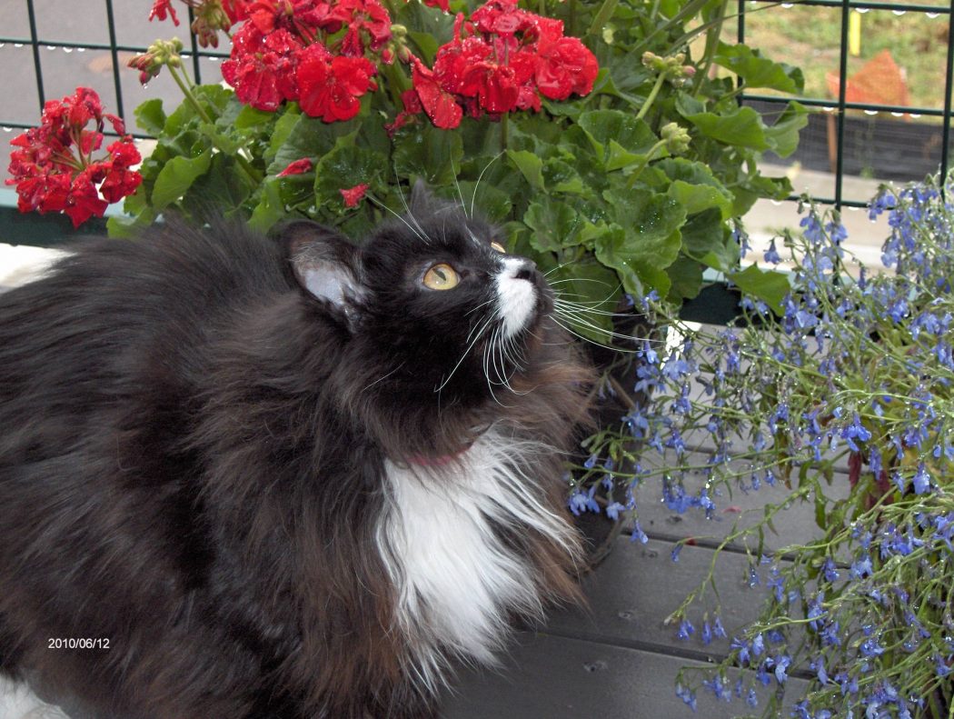 The Most Beautiful Black Cats 13 6