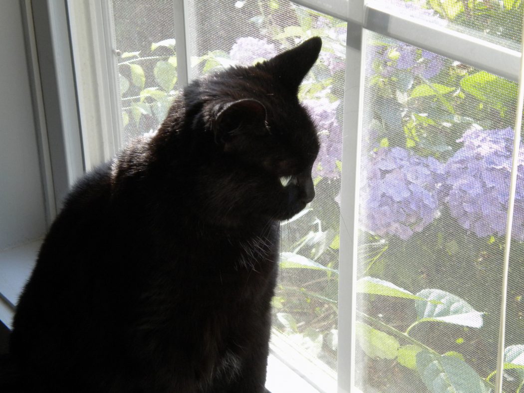 The Most Beautiful Black Cats 2 8