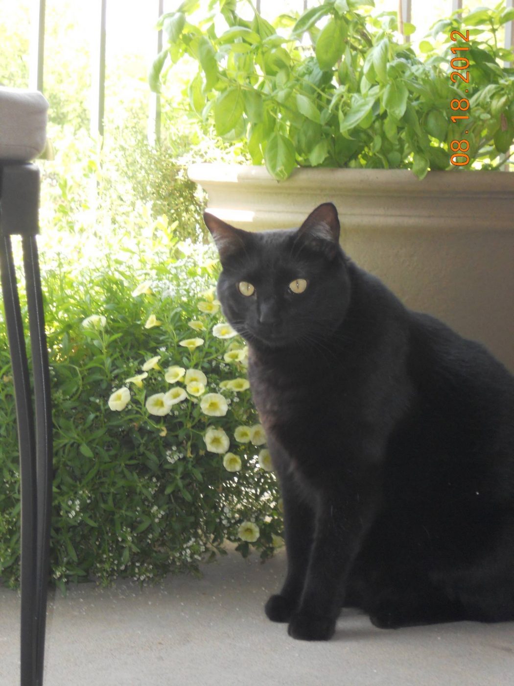 The Most Beautiful Black Cats 3 9