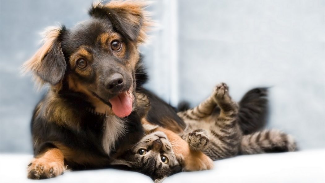 Funny-Cat-and-Dog-Friendship-8 10 Best Amazing Videos For Cats