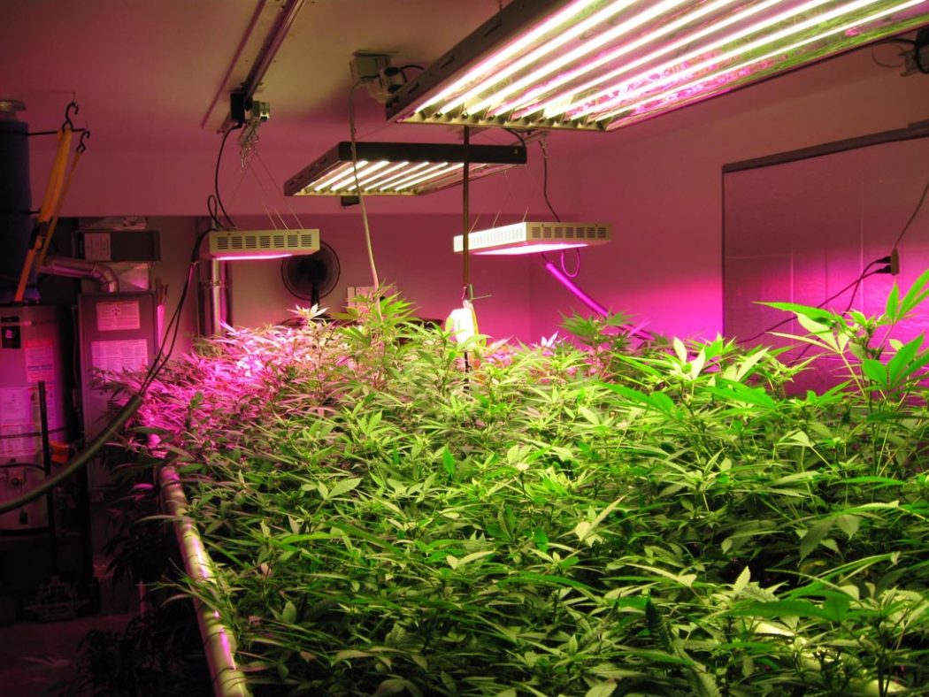 LED-Grow-Lights-10 How Artificial Plant Lights Will Help Growing Your Plants?