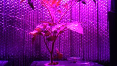 How Artificial Plant Lights Will Help Growing Your Plants? 47 plant lights