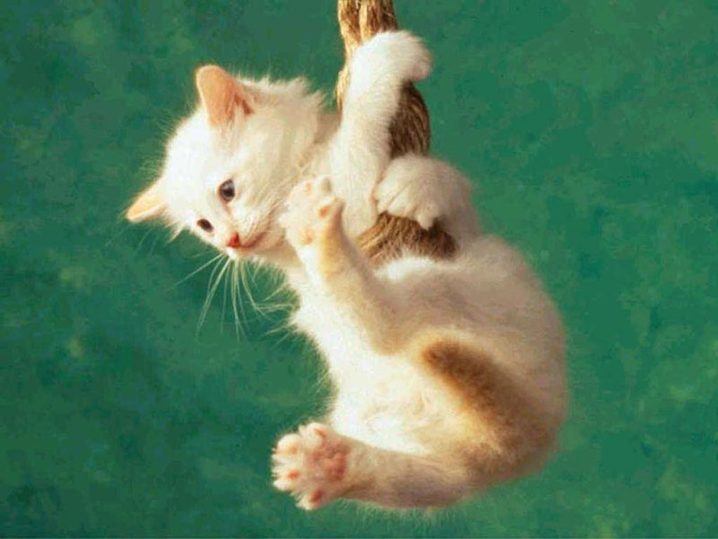 A cat hanging on a rope