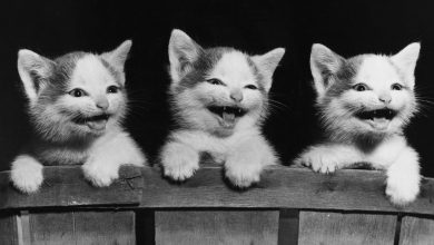 Top Funniest Cats in The World... 4 ee6761084230bba5c1d812534744fd64 Top Funniest Cats in The World... - 2