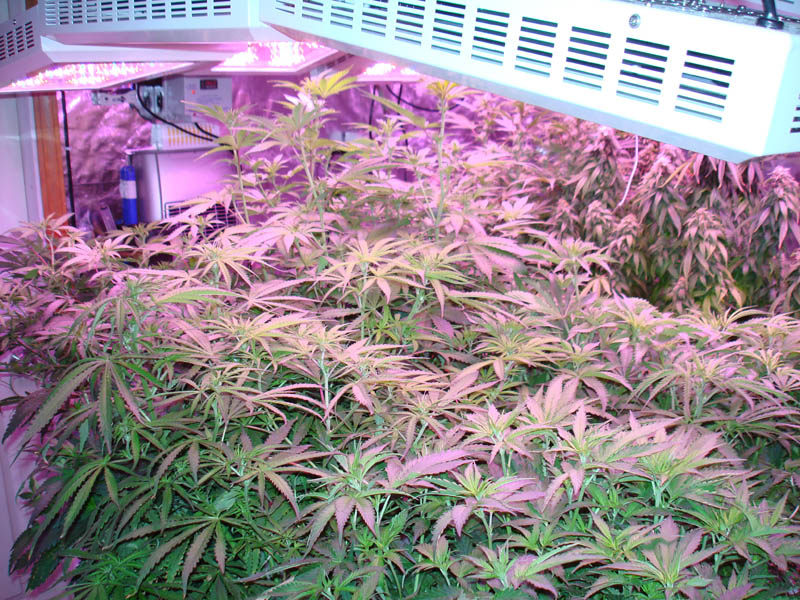 led-grow-lights_1 How Artificial Plant Lights Will Help Growing Your Plants?