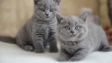 The New Zealand Cat or As It's Called "Natural-Born Killer" 25 marquee2 The New Zealand Cat or As It's Called "Natural-Born Killer" - 5