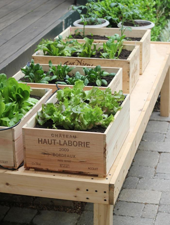 urban gardening raised beds