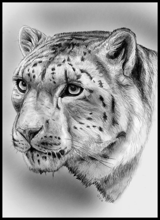 Stunningly And Incredibly Realistic Pencil Portraits 33 Animal-Pencil-Drawing-3