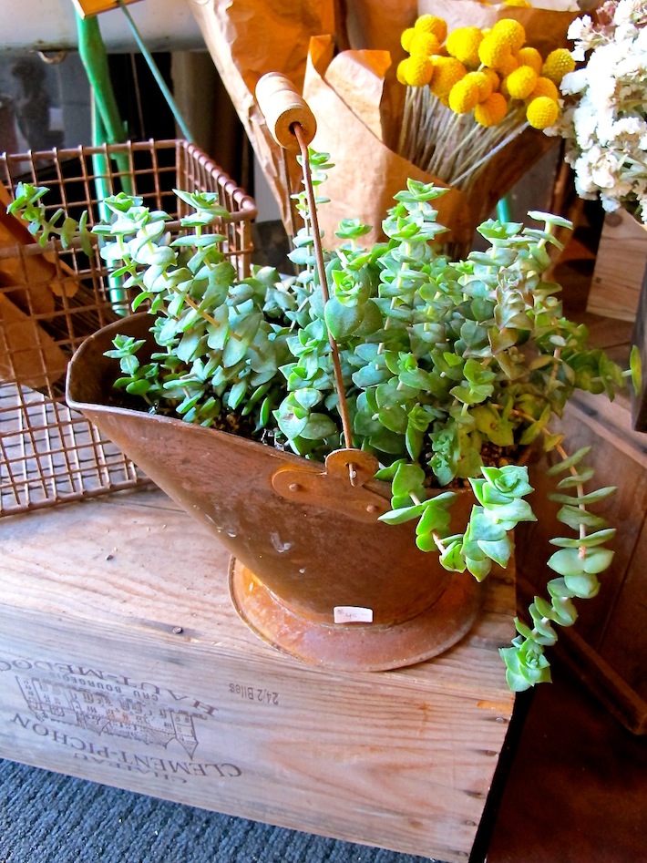 Watering-can-planter 10 Fascinating and Unique Ideas for Portable Gardens