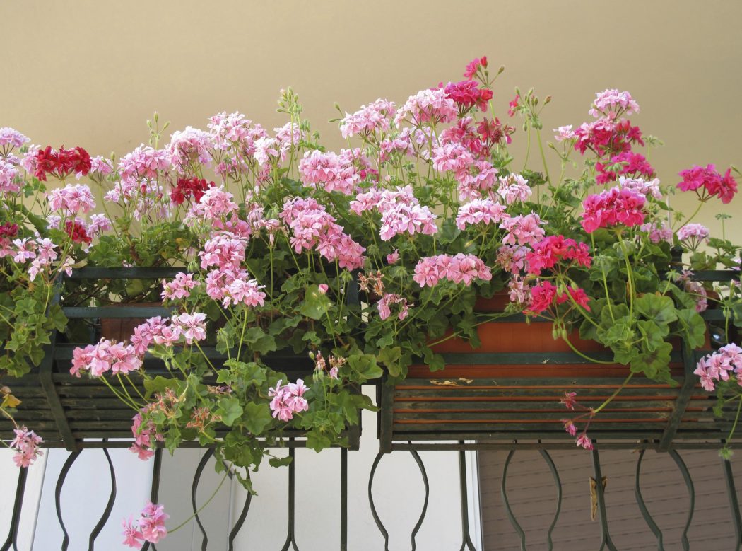 balcony-gardening 10 Fascinating and Unique Ideas for Portable Gardens