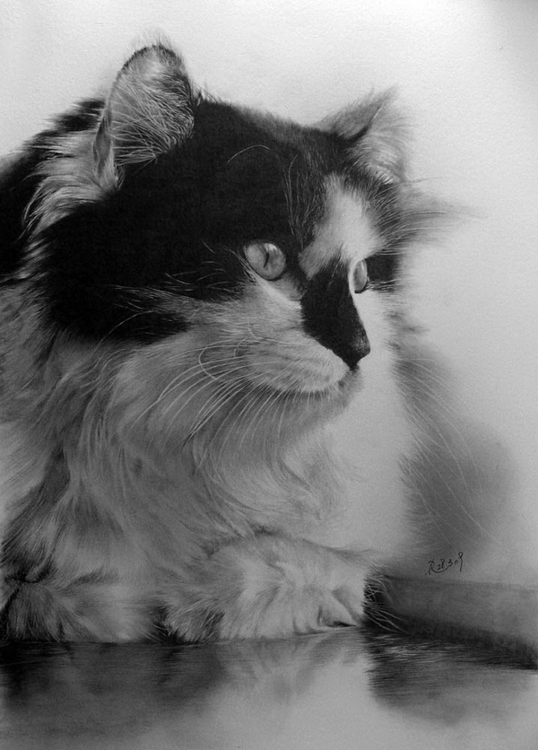 Stunningly And Incredibly Realistic Pencil Portraits 44 cat
