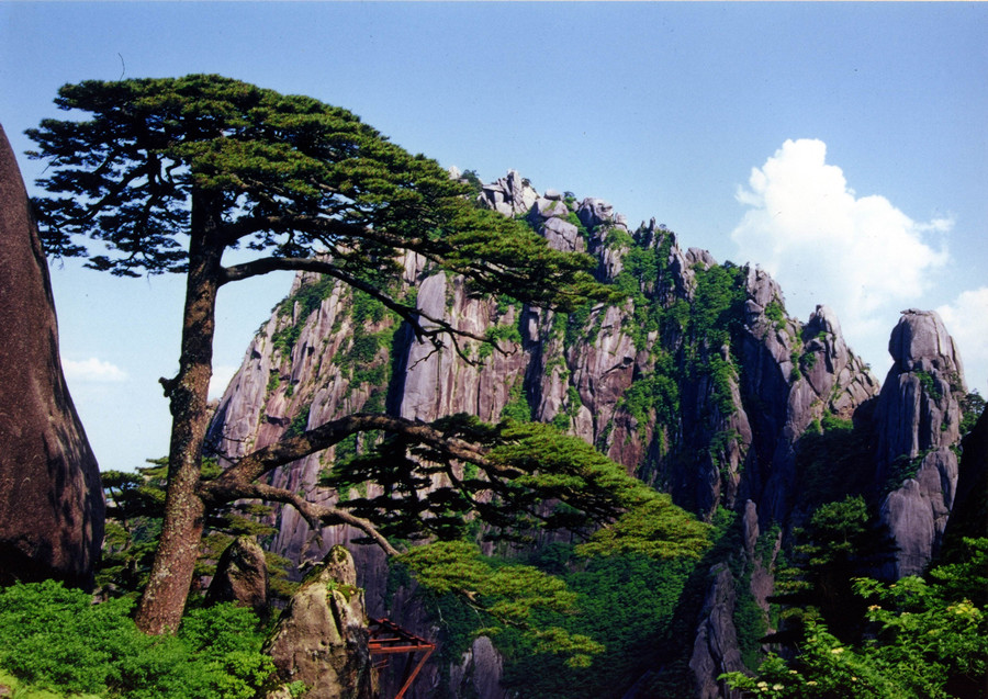 huangshan pine tree