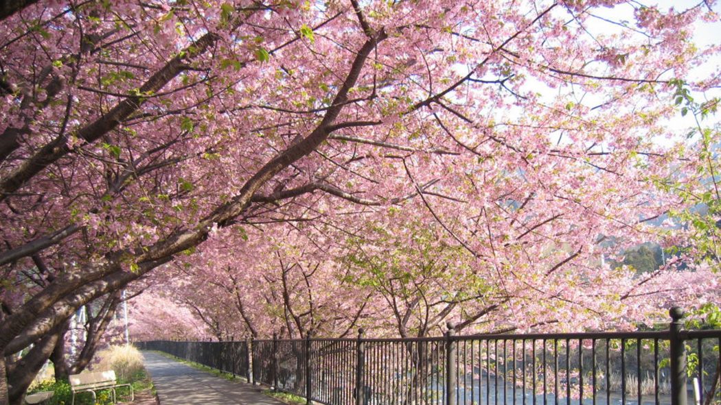 picture-expanse-of-cherry-blossoms-in-Japan Top 10 Most Expensive Cities in The World