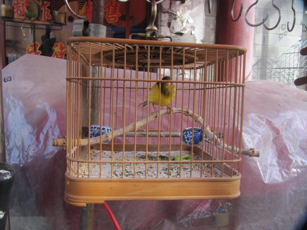 So You Decide To Breed Birds At Home? 4 beautiful birds