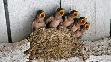 5 swallows So You Decide To Breed Birds At Home? - 26