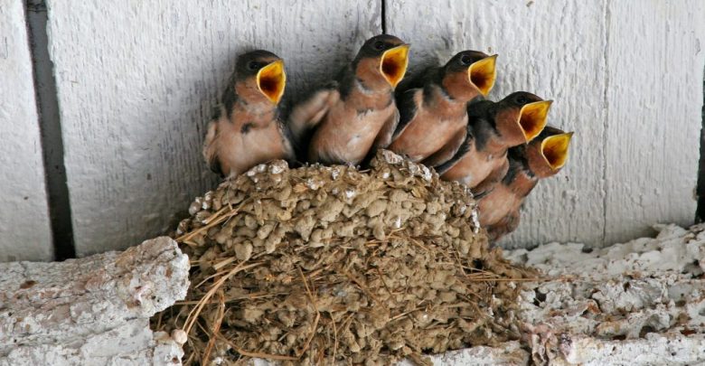 5 swallows So You Decide To Breed Birds At Home? - at home 1