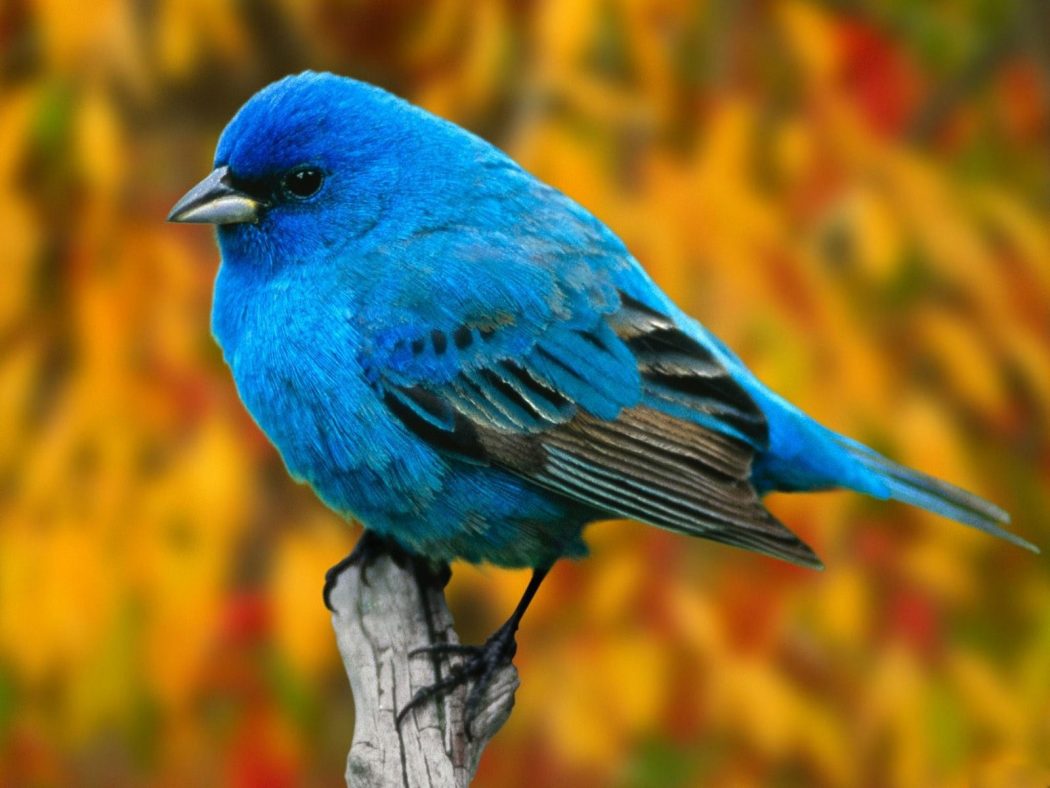 So You Decide To Breed Birds At Home? 7 Beautiful Birds Wallpapers