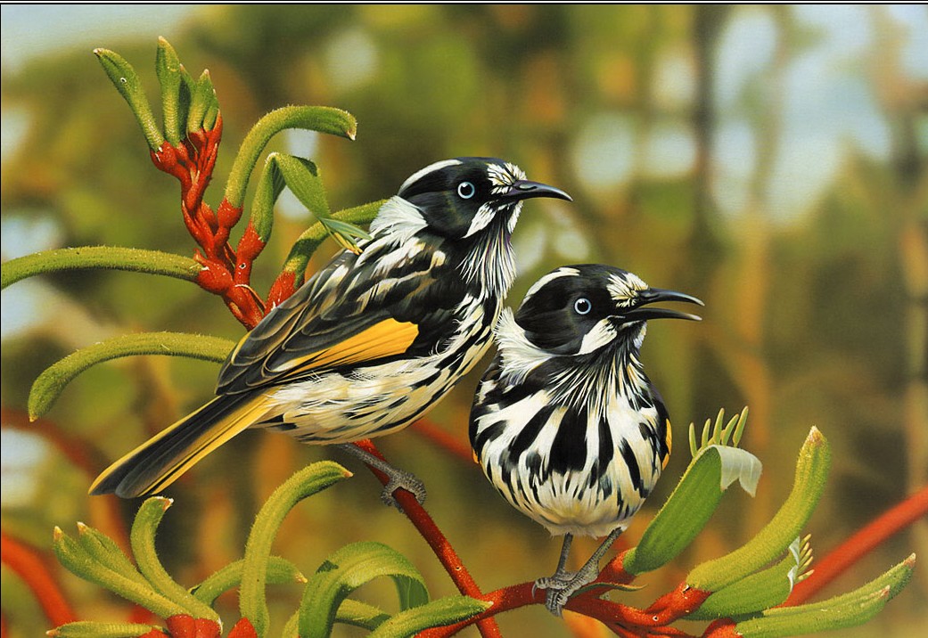 Beautiful-Birds-Wallpapers So You Decide To Breed Birds At Home?