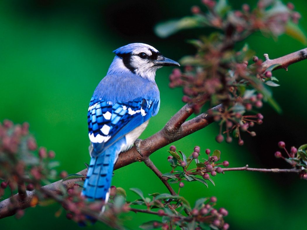 So You Decide To Breed Birds At Home? 10 Birds Wide