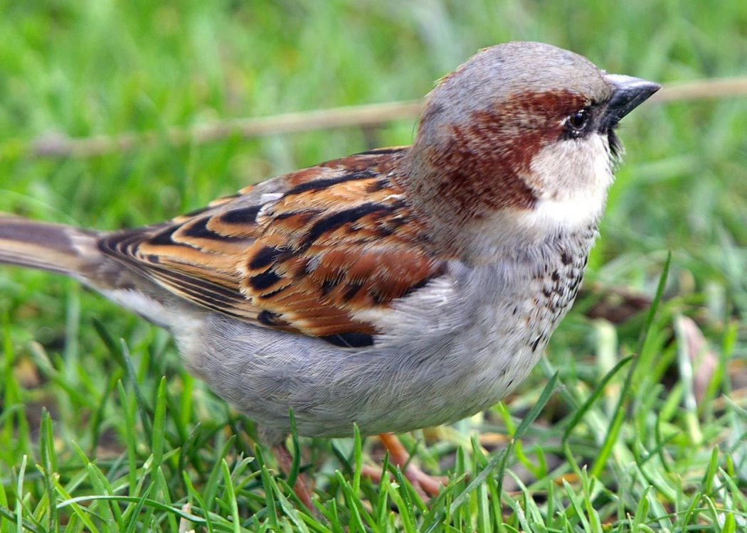 So You Decide To Breed Birds At Home? 2 SPARROW all types of birds