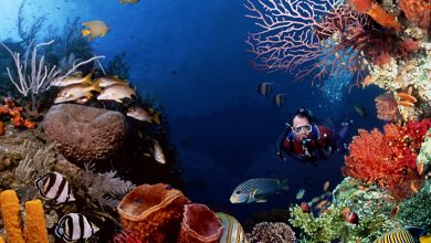 Scuba Diving Sport, You'll Find It Enjoyable.. 7 Scuba Diving Scuba Diving Sport, You'll Find It Enjoyable.. - 3