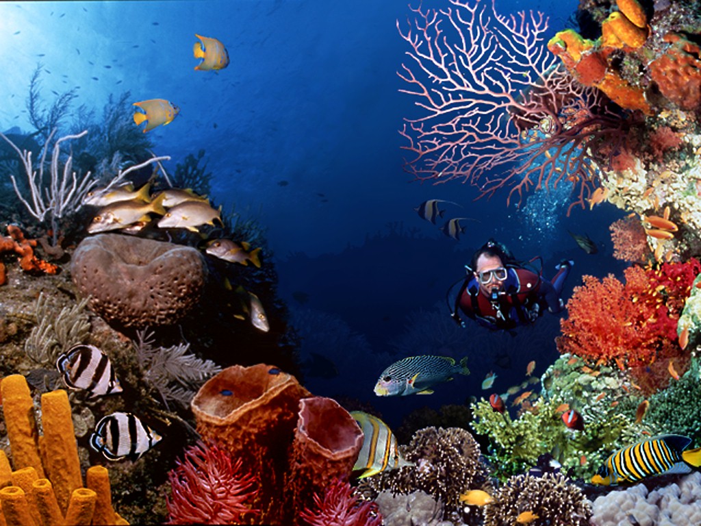 Scuba Diving
