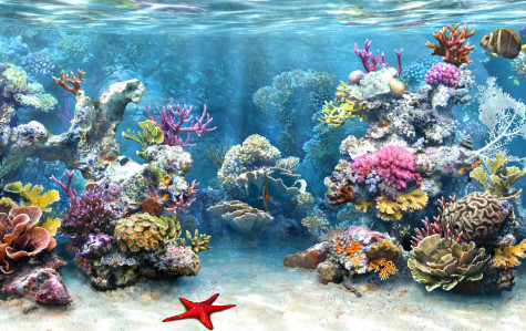 6 Ways Of Treatment By Stones And Jewelry 13 coral