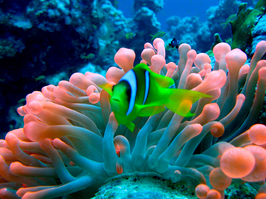 Top 10 Most Luxurious Honeymoon Destinations 18 deep in the sea