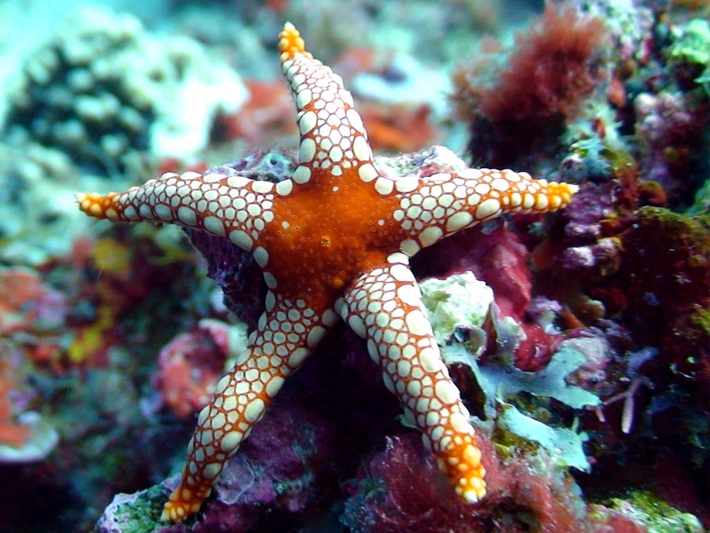 marsa alam diving