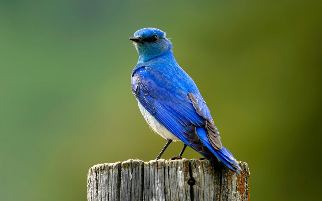So You Decide To Breed Birds At Home? 3 mountain blue bird