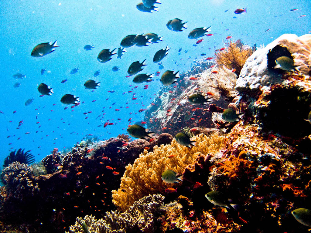 scuba diving