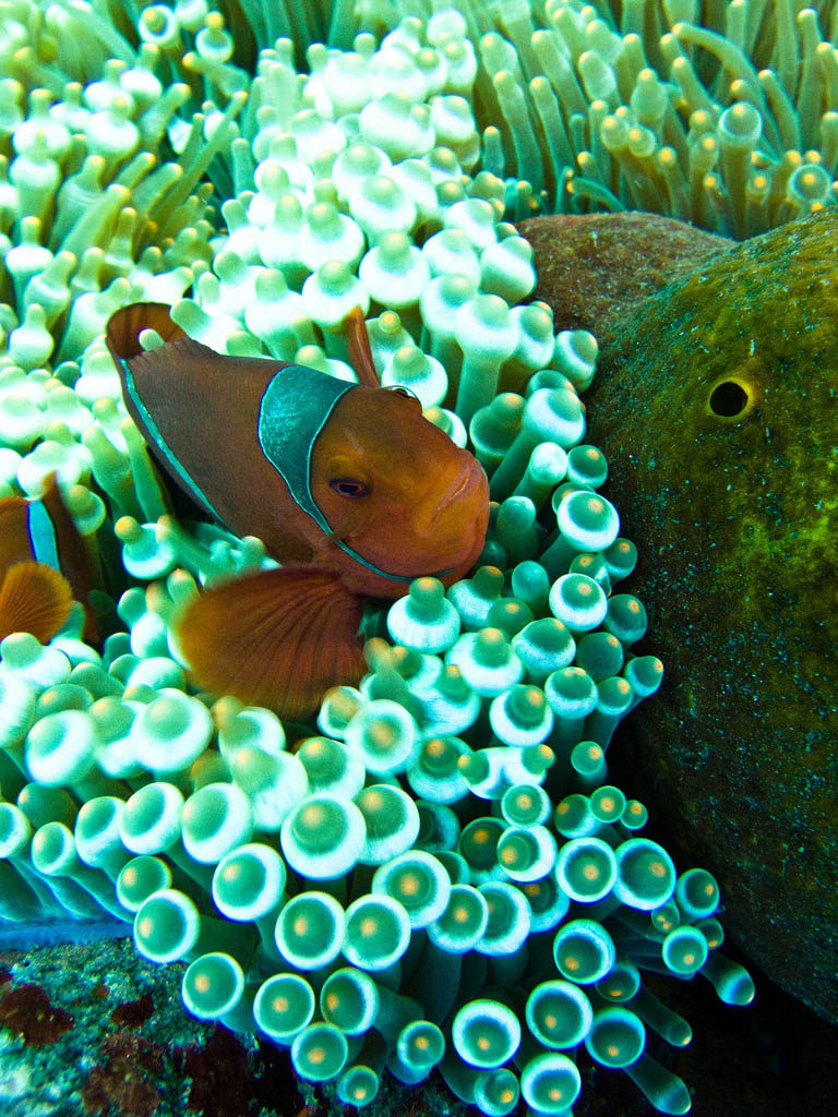 scuba diving